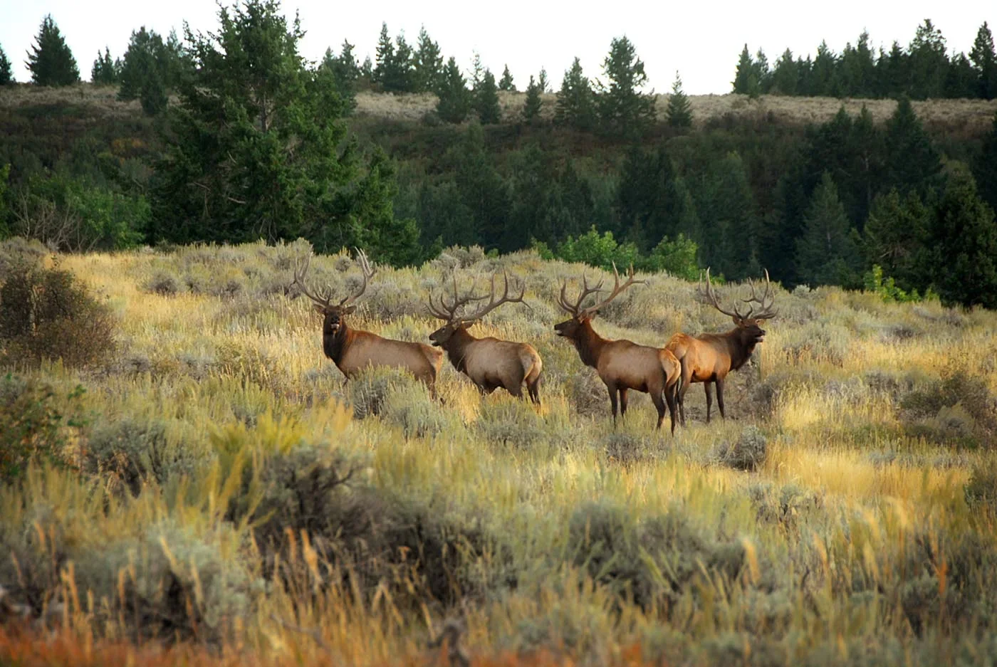 Four bull elk in a sagebrush meadow below the timber at Rocky Mountain Elk Ranch near Newdale, Idaho