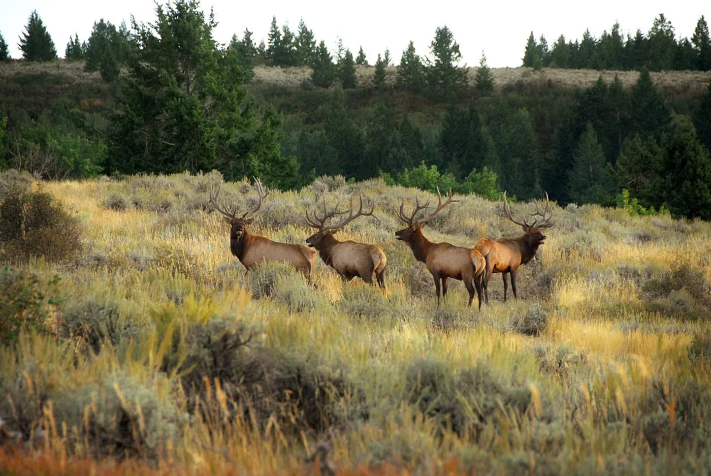Four bull elk in a sagebrush meadow below the timber at Rocky Mountain Elk Ranch near Newdale, Idaho
